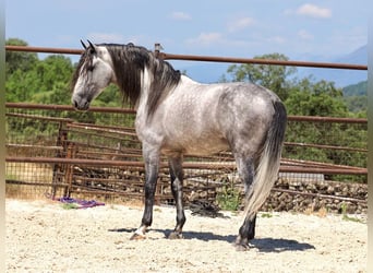 PRE Mestizo, Semental, 5 años, 173 cm, Tordo