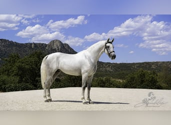 PRE Mestizo, Semental, 5 años, 173 cm, White/Blanco