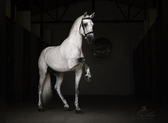 PRE Mestizo, Semental, 5 años, 173 cm, White/Blanco