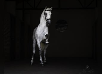 PRE Mestizo, Semental, 5 años, 173 cm, White/Blanco