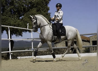 PRE Mestizo, Semental, 5 años, 173 cm, White/Blanco
