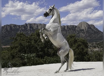 PRE Mestizo, Semental, 5 años, 173 cm, White/Blanco