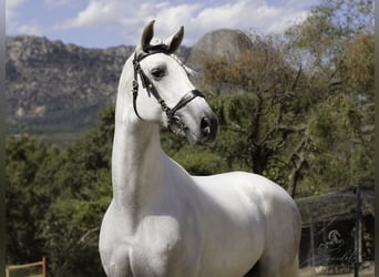 PRE Mestizo, Semental, 5 años, 173 cm, White/Blanco