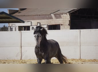 PRE Mestizo, Semental, 5 años, 175 cm, Tordo