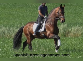 PRE Mestizo, Semental, 5 años, 176 cm, Castaño