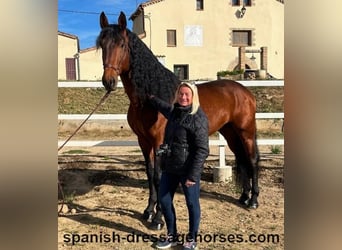 PRE Mestizo, Semental, 5 años, 176 cm, Castaño