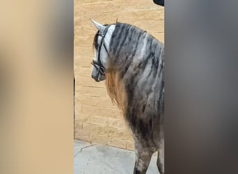 PRE, Semental, 5 años, 176 cm, Tordo rodado