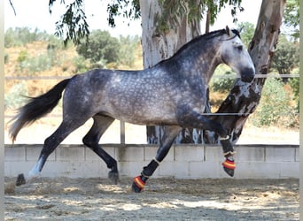 PRE Mestizo, Semental, 5 años, 178 cm, Tordo