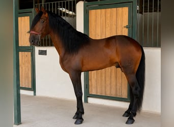 PRE Mestizo, Semental, 5 años, 180 cm, Castaño