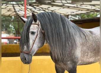 PRE, Semental, 5 años, 182 cm, Tordo