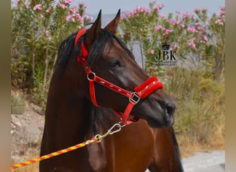 PRE Mestizo, Semental, 6 años, 157 cm, Castaño