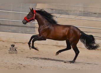 PRE Mestizo, Semental, 6 años, 157 cm, Castaño