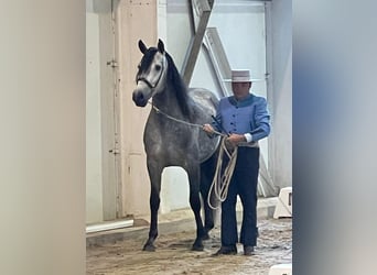 PRE Mestizo, Semental, 6 años, 157 cm, Tordo rodado