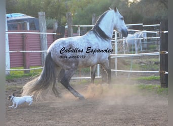 PRE, Semental, 6 años, 158 cm, Tordo