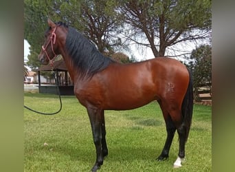 PRE Mestizo, Semental, 6 años, 159 cm, Castaño rojizo