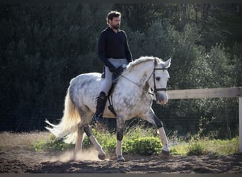 PRE Mestizo, Semental, 6 años, 159 cm, Tordo rodado