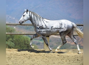 PRE, Semental, 6 años, 159 cm, Tordo rodado