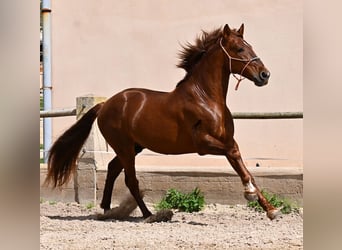 PRE Mestizo, Semental, 6 años, 160 cm, Alazán