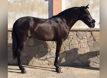 PRE Mestizo, Semental, 6 años, 160 cm, Castaño oscuro