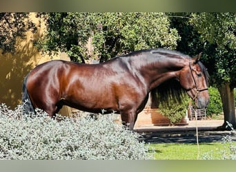 PRE Mestizo, Semental, 6 años, 160 cm, Castaño oscuro