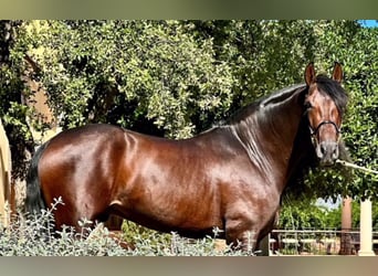 PRE Mestizo, Semental, 6 años, 160 cm, Castaño oscuro