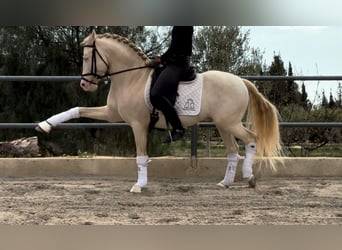 PRE Mestizo, Semental, 6 años, 160 cm, Cremello