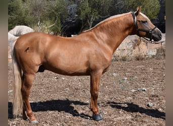 PRE, Semental, 6 años, 160 cm, Palomino