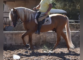 PRE, Semental, 6 años, 160 cm, Palomino