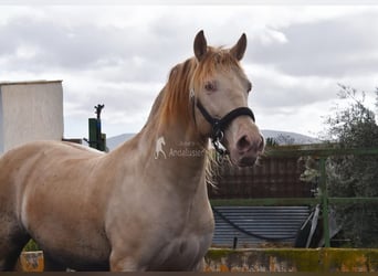 PRE, Semental, 6 años, 160 cm, Perla