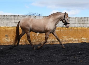 PRE, Semental, 6 años, 160 cm, Perla