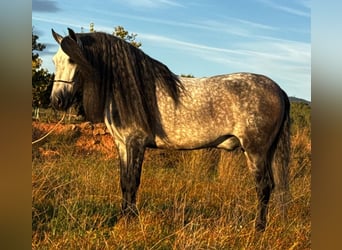 PRE Mestizo, Semental, 6 años, 160 cm, Tordo rodado