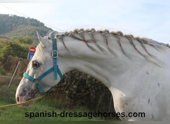 PRE Mestizo, Semental, 6 años, 160 cm, White/Blanco