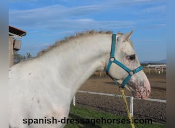 PRE Mestizo, Semental, 6 años, 160 cm, White/Blanco