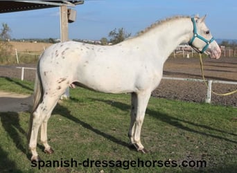 PRE Mestizo, Semental, 6 años, 160 cm, White/Blanco