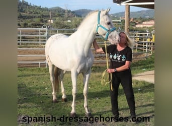 PRE Mestizo, Semental, 6 años, 160 cm, White/Blanco