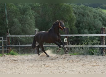 PRE, Semental, 6 años, 161 cm, Negro