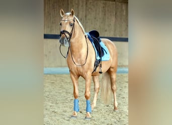 PRE, Semental, 6 años, 161 cm, Palomino