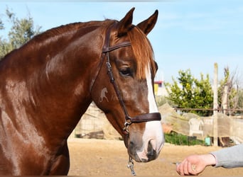 PRE, Semental, 6 años, 162 cm, Alazán