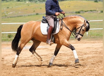PRE Mestizo, Semental, 6 años, 162 cm, Bayo