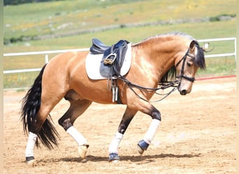 PRE Mestizo, Semental, 6 años, 162 cm, Bayo