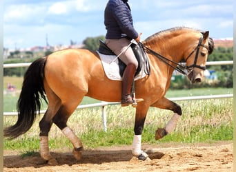 PRE Mestizo, Semental, 6 años, 162 cm, Bayo