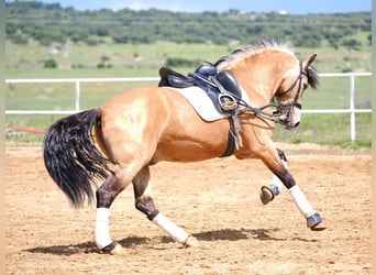 PRE Mestizo, Semental, 6 años, 162 cm, Bayo