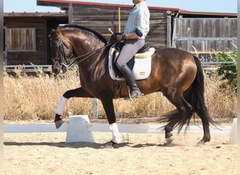 PRE Mestizo, Semental, 6 años, 162 cm, Castaño