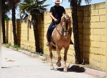 PRE, Semental, 6 años, 162 cm, Perla