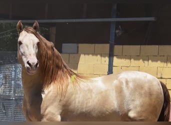PRE, Semental, 6 años, 162 cm, Perla