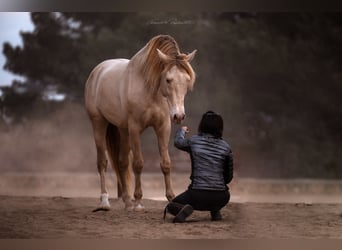 PRE Mestizo, Semental, 6 años, 162 cm, Perlino