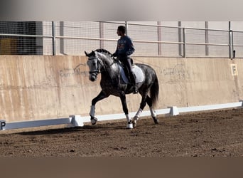 PRE, Semental, 6 años, 162 cm, Tordillo negro