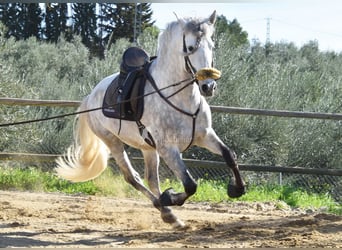 PRE, Semental, 6 años, 162 cm, Tordo