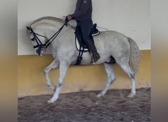 PRE Mestizo, Semental, 6 años, 162 cm, Tordo