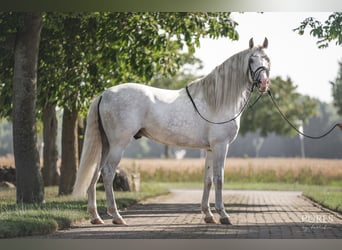 PRE, Semental, 6 años, 162 cm, White/Blanco